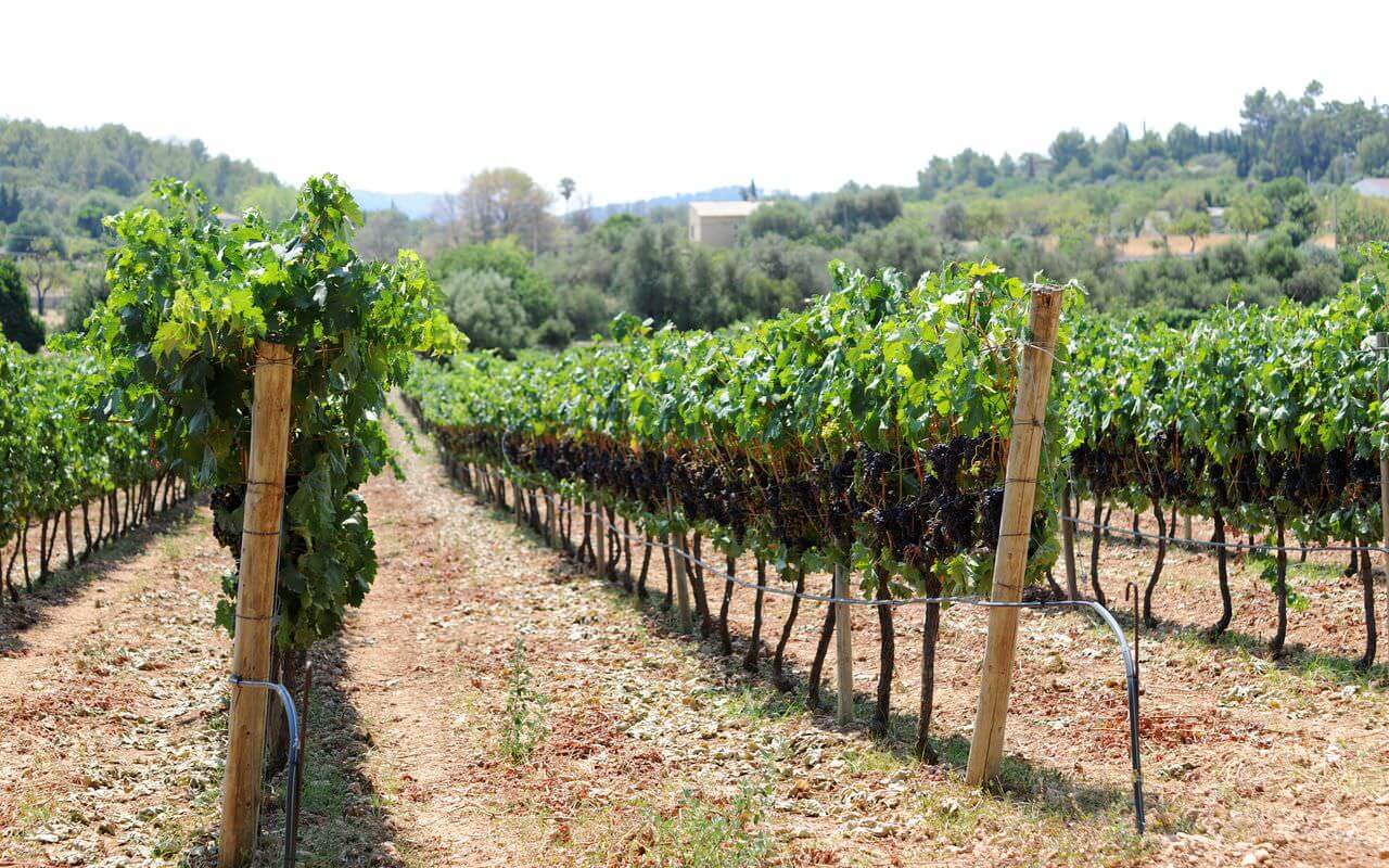 Das Weingut - Bodega Jardi Lavica