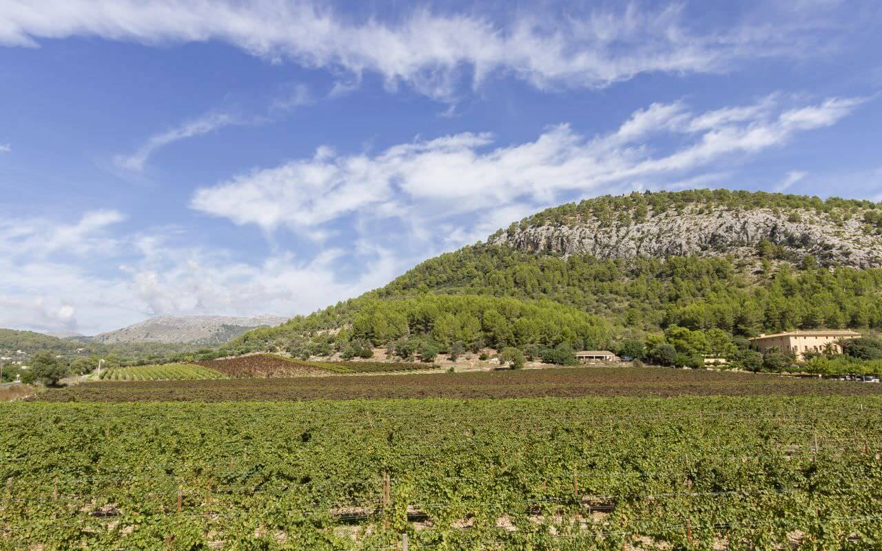 Bodega Jardi Lavica Panorama nach Son Brull